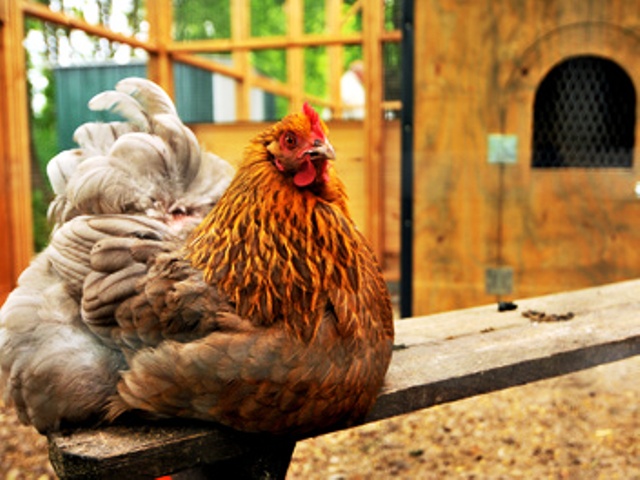 Hühnerstall selber bauen
