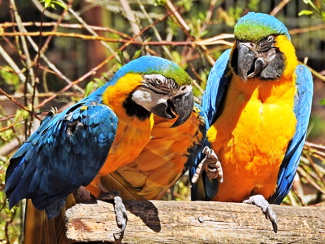 Papageien tiergerecht halten