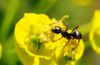 Ameisen – zwischen Nützling und Plage