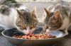 Hochwertiges Katzenfutter – Woran erkennt man es?