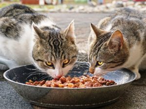 Hochwertiges Katzenfutter, Quelle: pixabay