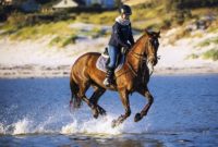 Sattelunterlage – Welche ist die richtige für mein Pferd