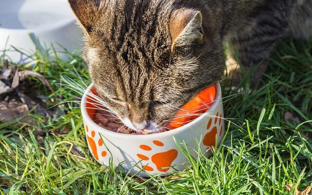 Getreidefreies Katzenfutter: Was Du darüber wissen solltest