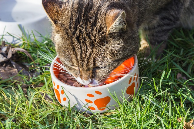 Getreidefreies Katzenfutter, Bild von meineresterampe auf Pixabay