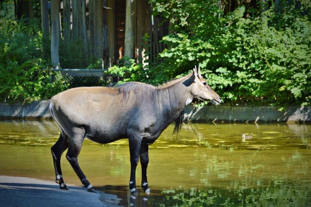 Tierpark Chemnitz, Bild von Ralph auf Pixabay